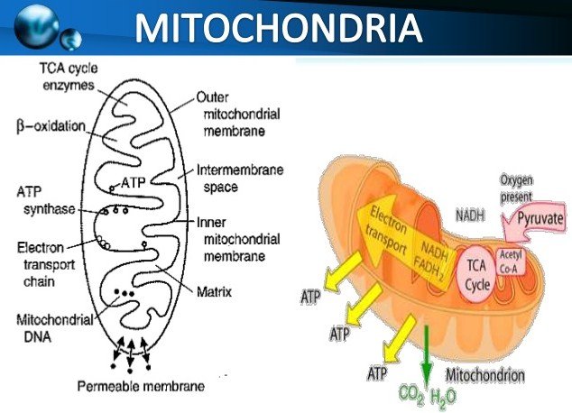mitochondrial-oxidative