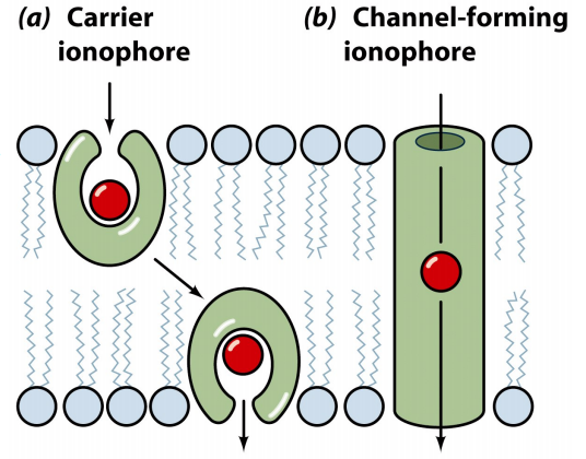 carrier-vs-channel-ionophore