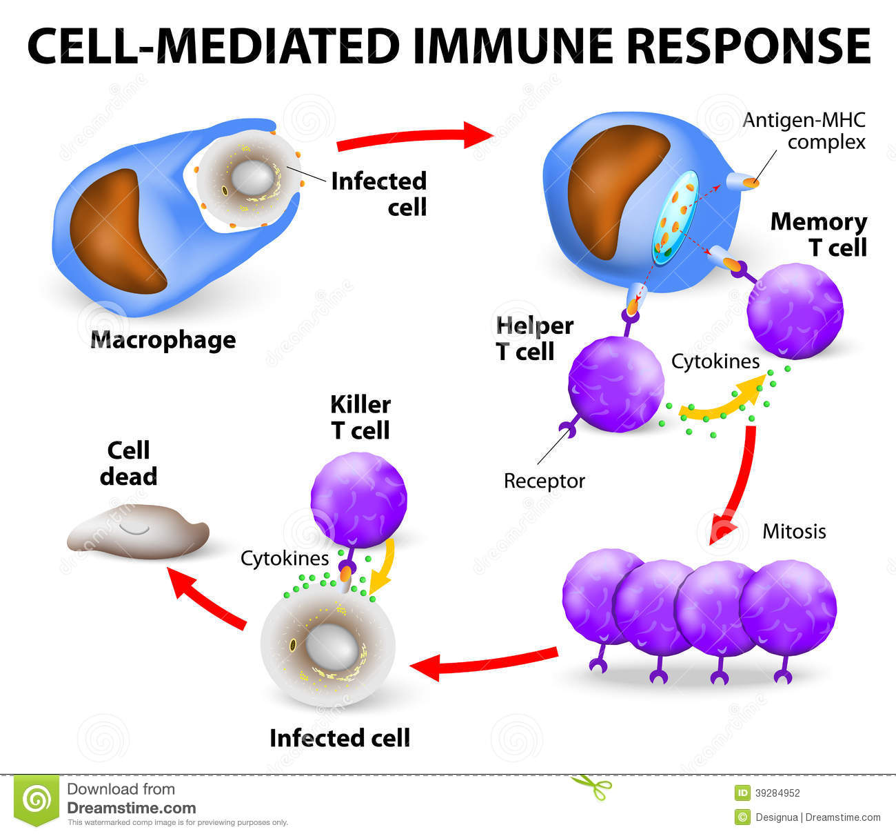 cell-mediated-immune-response-immunity-t-lymphocytes-do-not-secrete-antibodies-incorporates-activated-macrophages-natural-39284952