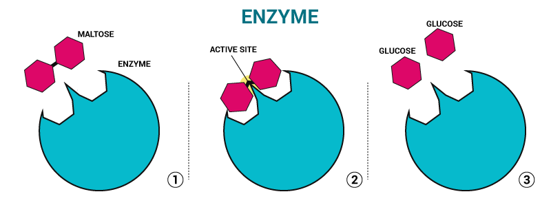 enzyme_2